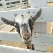 ヒメ日記 2026/04/09 20:32 投稿 モモ 厚木オイルリンパ性感　厚木メンズエステm