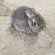 ヒメ日記 2026/04/09 20:52 投稿 モモ 厚木オイルリンパ性感　厚木メンズエステm