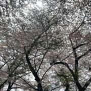 ヒメ日記 2026/04/09 21:04 投稿 モモ 厚木オイルリンパ性感　厚木メンズエステm