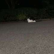 ヒメ日記 2025/11/22 20:10 投稿 あずさ 若妻淫乱倶楽部　越谷店