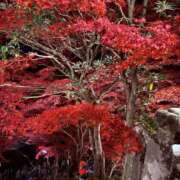 翼（つばさ） いるよ〜 女々艶 厚木店