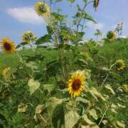 ヒメ日記 2025/08/20 09:57 投稿 じゅりな 素人妻御奉仕倶楽部Hip's松戸店