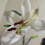 ヒメ日記 2025/10/19 14:48 投稿 アスカ ミセスClub