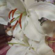 ヒメ日記 2026/01/01 00:48 投稿 アスカ ミセスClub