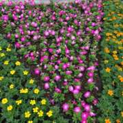 ヒメ日記 2025/10/14 00:59 投稿 つむぎ ぷるるん小町 京橋店