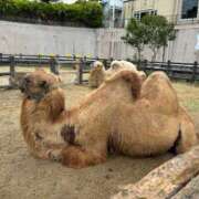 ヒメ日記 2025/10/14 23:34 投稿 つむぎ ぷるるん小町 京橋店