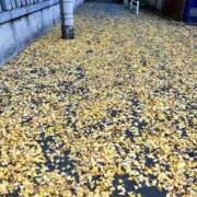 ヒメ日記 2025/11/28 21:51 投稿 岸 熟女の風俗最終章 新横浜店