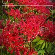 みなせ ✿10月の出勤予定✿ 錦糸町ミセスアロマ（ユメオト）