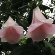 ヒメ日記 2025/11/17 14:43 投稿 るあ ギン妻パラダイス 堺東店