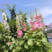 ヒメ日記 2025/09/02 21:02 投稿 ふみ 人妻㊙︎倶楽部