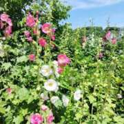 ヒメ日記 2026/03/11 13:20 投稿 ふみ 人妻㊙︎倶楽部