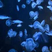 ヒメ日記 2026/01/09 23:22 投稿 るり 君とふわふわプリンセスin立川