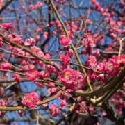 ヒメ日記 2026/01/21 19:12 投稿 るり 君とふわふわプリンセスin立川