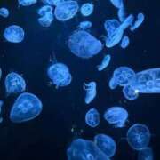 ヒメ日記 2026/03/29 22:12 投稿 るり 君とふわふわプリンセスin立川