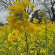 ヒメ日記 2026/04/09 13:32 投稿 るり 君とふわふわプリンセスin立川