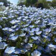 ヒメ日記 2026/04/21 21:42 投稿 るり 君とふわふわプリンセスin立川