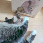 ヒメ日記 2026/01/04 20:00 投稿 みつり 吉祥寺ミセス・シンデレラ（シンデレラグループ）