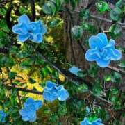 ヒメ日記 2025/09/29 12:37 投稿 雪音はつね ラブアイドル