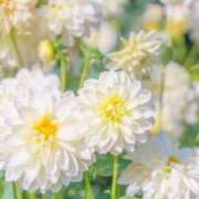 ヒメ日記 2025/10/30 21:45 投稿 かんな 横浜人妻ヒットパレード（シンデレラグループ）