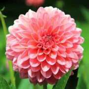 ヒメ日記 2025/11/03 23:13 投稿 かんな 横浜人妻ヒットパレード（シンデレラグループ）