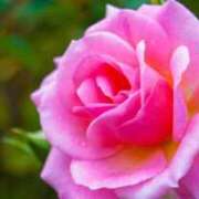 ヒメ日記 2025/11/23 23:46 投稿 かんな 横浜人妻ヒットパレード（シンデレラグループ）