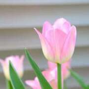 ヒメ日記 2025/11/24 00:15 投稿 かんな 横浜人妻ヒットパレード（シンデレラグループ）