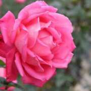 かんな お礼メッセージ??Dear Mさん? 横浜人妻ヒットパレード（シンデレラグループ）