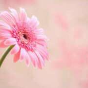 かんな お礼メッセージ??Dear Nさん? 横浜人妻ヒットパレード（シンデレラグループ）