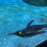 ヒメ日記 2025/08/17 21:27 投稿 瀬乃しずく 五反田ウルトラファンタジー