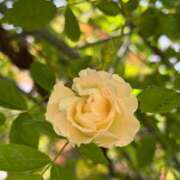 ヒメ日記 2025/09/01 21:48 投稿 守屋 ひびき 人妻セレブ宮殿