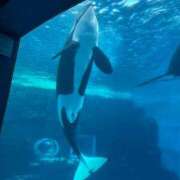 ヒメ日記 2025/09/02 23:01 投稿 守屋 ひびき 人妻セレブ宮殿