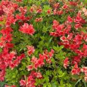 ヒメ日記 2026/04/21 13:31 投稿 さゆき 脱がされたい人妻 町田・相模原店