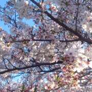 ヒメ日記 2026/04/24 20:10 投稿 花江瑠夏(はなえるか) 五十路マダムエクスプレス厚木店(カサブランカグループ)