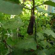 はるな 出勤〜〜🎵 大阪人妻アクシデント