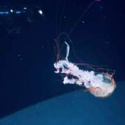 ヒメ日記 2025/09/08 18:21 投稿 らい 東京♂風俗の神様 町田・相模原店