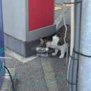 門別(モンベツ) 猫ストーカー出動です！ 鶯谷デッドボール