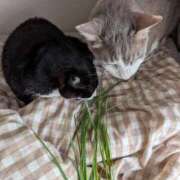 門別(モンベツ) 最近の日課 鶯谷デッドボール