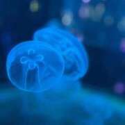 ヒメ日記 2025/12/19 21:53 投稿 吹田かんな THE痴漢電車.com