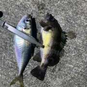 ヒメ日記 2025/10/08 22:29 投稿 せいら サティアンまーと