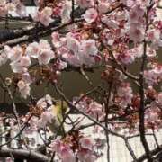 ヒメ日記 2026/02/16 14:00 投稿 ときわあみ CLARA（クララ）