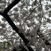 ヒメ日記 2026/04/09 11:49 投稿 きき スピードエコ日本橋店