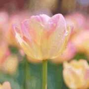 ヒメ日記 2025/12/13 22:45 投稿 むぎ 西船人妻花壇