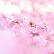 ヒメ日記 2025/12/26 08:52 投稿 むぎ 西船人妻花壇