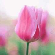 ヒメ日記 2025/12/29 09:50 投稿 むぎ 西船人妻花壇