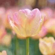 ヒメ日記 2026/01/05 20:45 投稿 むぎ 西船人妻花壇