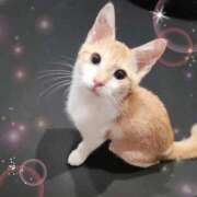 ヒメ日記 2025/09/24 12:10 投稿 あむ 群馬高崎前橋ちゃんこ