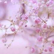 ヒメ日記 2026/03/27 12:34 投稿 桜川晶 五十路マダム 新潟店(カサブランカグループ)