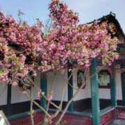 ヒメ日記 2026/04/14 10:56 投稿 桜川晶 五十路マダム 新潟店(カサブランカグループ)