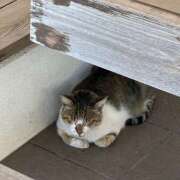 ヒメ日記 2025/08/16 16:10 投稿 つばき an_an（アンアン）