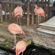 ヒメ日記 2025/12/04 17:14 投稿 なこ スピード梅田店